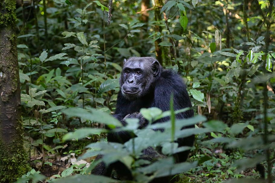 浅い, フォーカス写真, チンパンジー, ウガンダ, サル, 動物の野生動物, 野生の動物, 1匹の動物, カメラ目線, 屋外