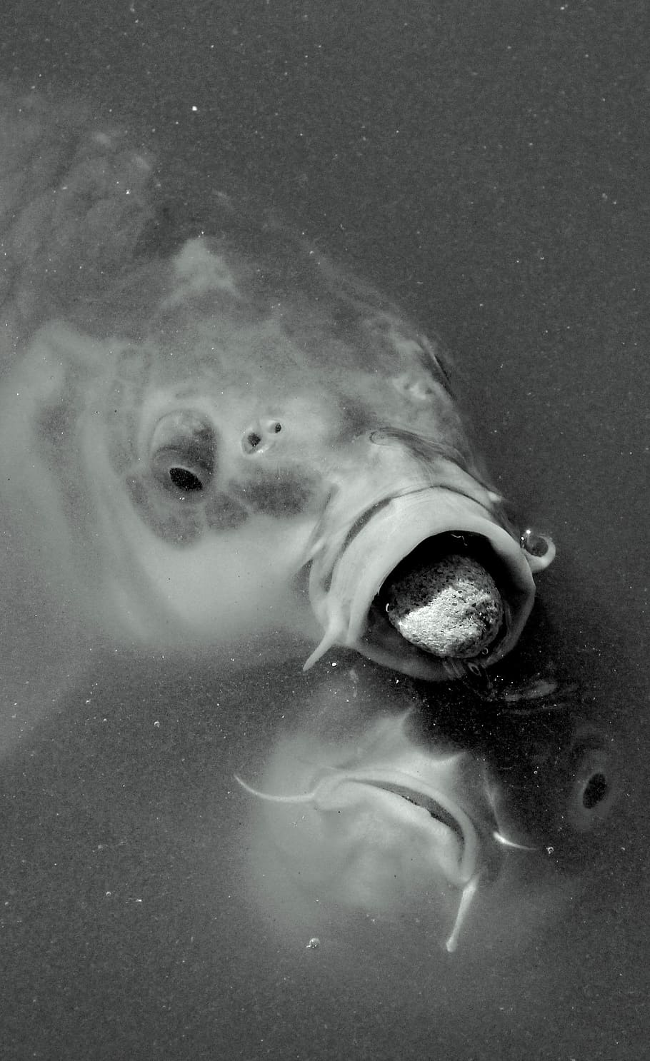Pez, lucha, victoria, pérdida, expresión, una persona, bajo el agua, mirando a cámara, agua, primer plano