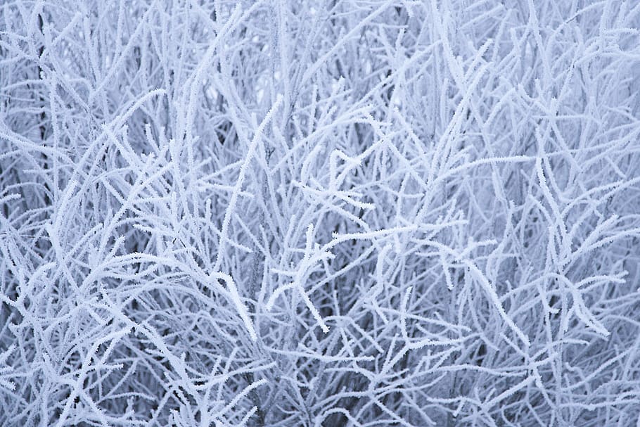 frost, pattern, abstract, nature, frosty, close-up, backgrounds, textured, cold temperature, full frame