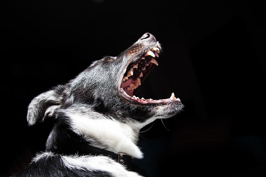 close, photography, short-coated, black, white, dog, animal, mouth, roar, tooth