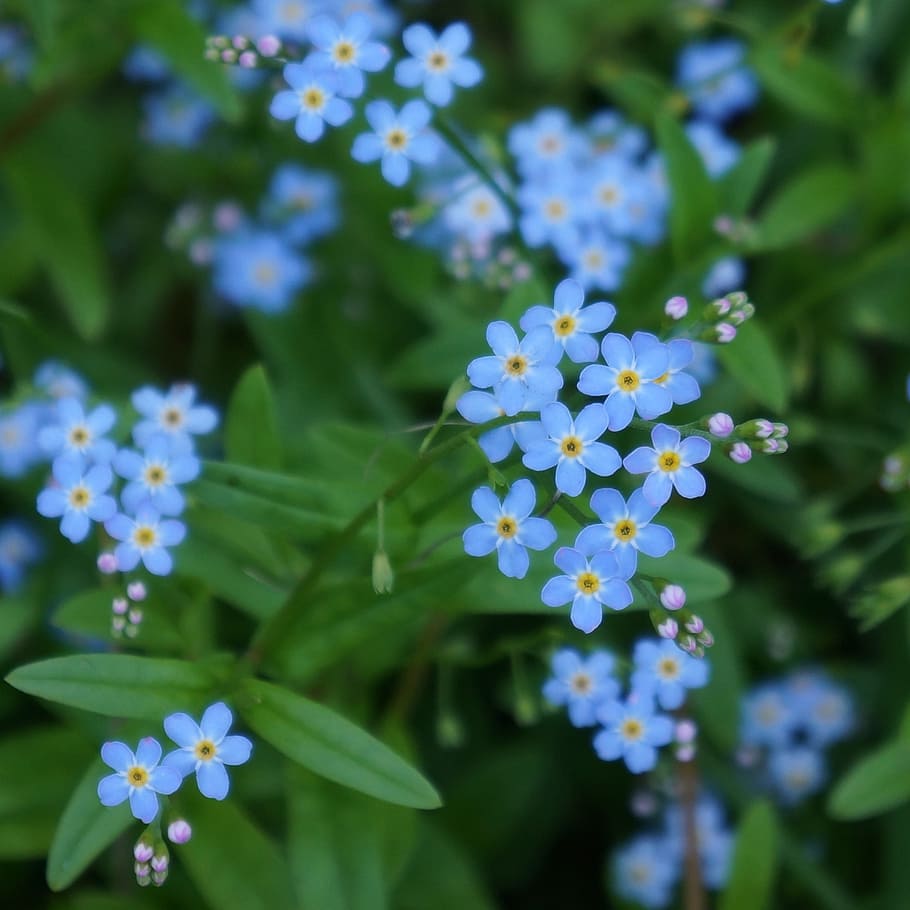 pet, myosotis, small blue flowers, sensitive, gentle, flower, flowering plant, plant, growth, freshness
