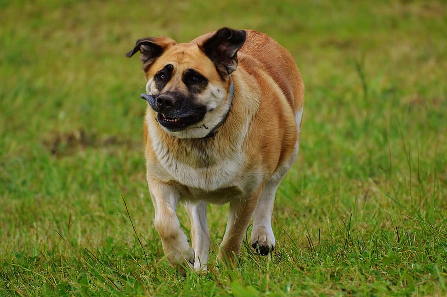 犬 変な顔 おかしい 動物 ペット かわいい 遊び 毛皮 純血種の犬 哺乳類 Pxfuel