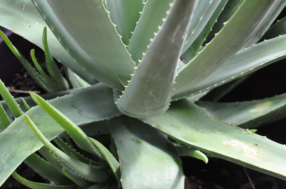 aloe vera, plant, cuttings, succulent plant, aloe vera plant, growth, green color, thorn, aloe, cactus