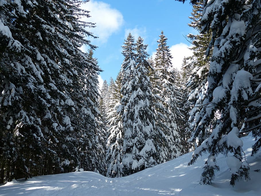 pinos cubiertos de nieve, abetos, árboles, nevado, invierno, nieve, cielo, buen clima, invernal, magia de invierno