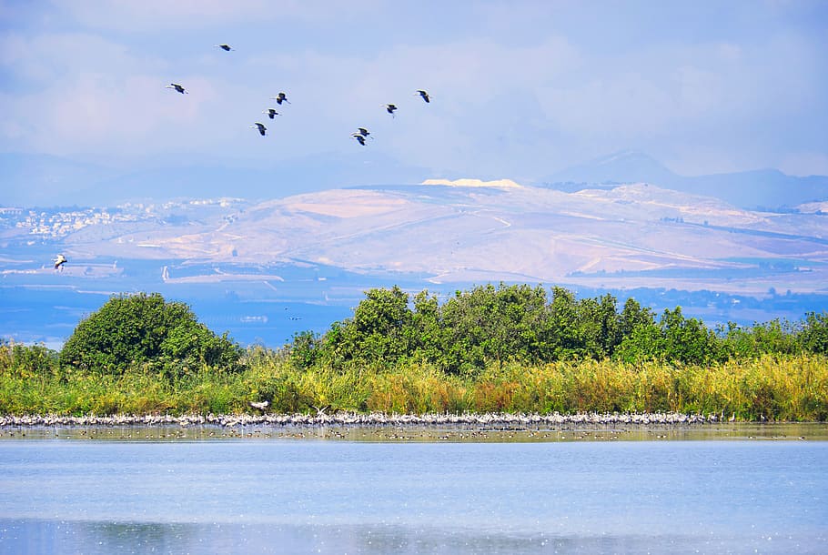 israel, lake hula, cranes, landscape, bird, sky, wild, blue, vertebrate, animal