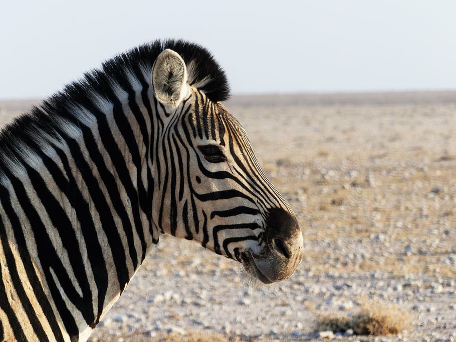 zebra, zebra crossing, afrika, tutup, bergaris hitam dan putih, garis zebra, safari, garis, taman nasional, hewan liar