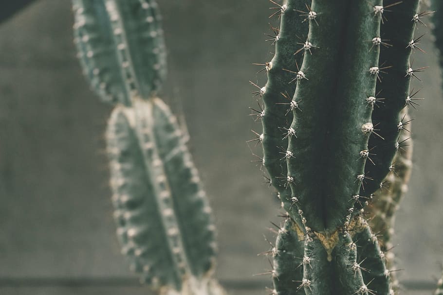 shallow, focus photo, green, cactus, plant, photography, thorn, close-up, nature, day