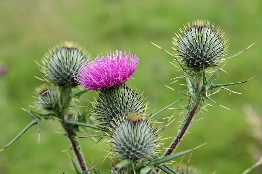 国花 スコットランド 花 シンボル アイコン 植物 アザミ 開花植物 自然の美しさ 成長 Pxfuel