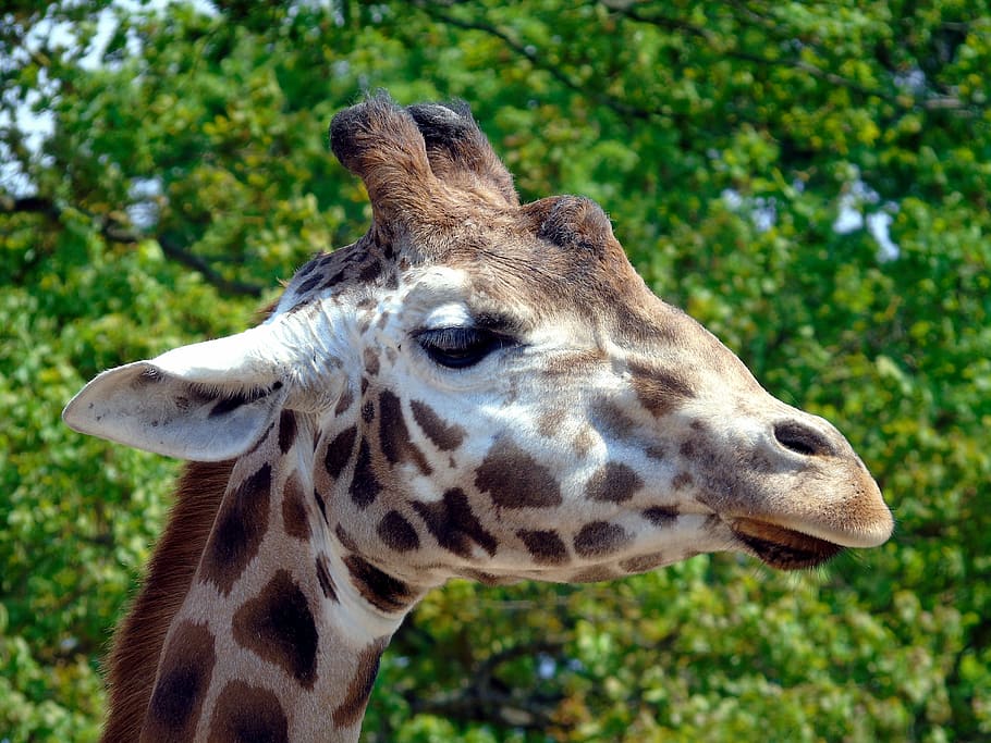 giraffe, animal, wild, zoo, wildlife, nature, mammal, africa, safari, cute