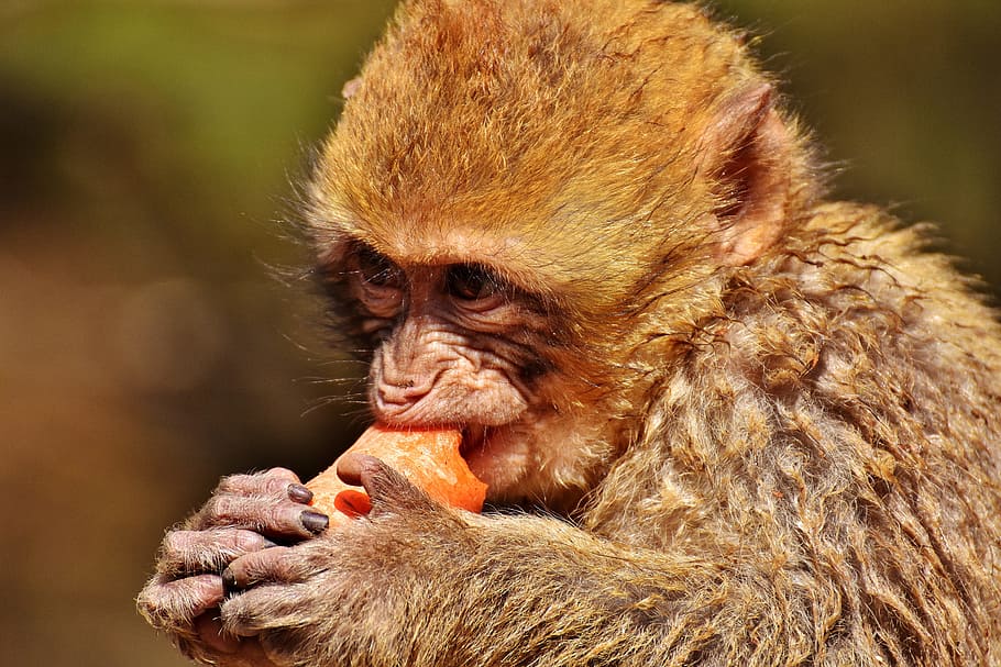 Mono de Barbary, comer, zanahoria, especies lindas y en peligro de extinción, mono montaña salem, animal, animal salvaje, zoológico, mono, primate