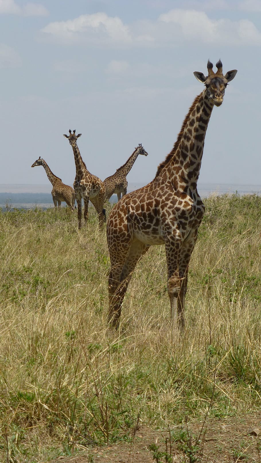 giraffes, africa, safari, kenya, giraffe, safari Animals, nature, wildlife, savannah, animals In The Wild