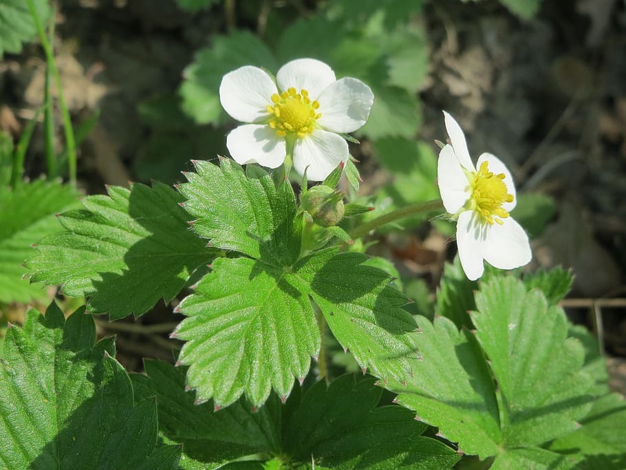 two, white, 5-petaled, 5- petaled flowers, blooming, daytime, fragaria vesca, wild strawberry, woodland strawberry, alpine strawberry