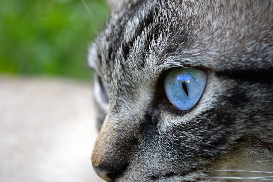 閉じる 写真 グレー 猫 目 動物 飼い猫 アディダス 猫の目 ペット Pxfuel