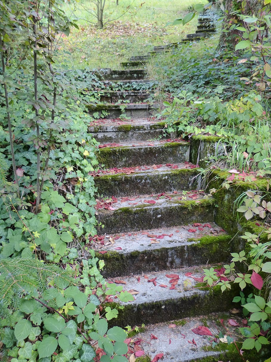 gradually, stairs, stone, garden, plant, leaves, autumn, growth, staircase, leaf