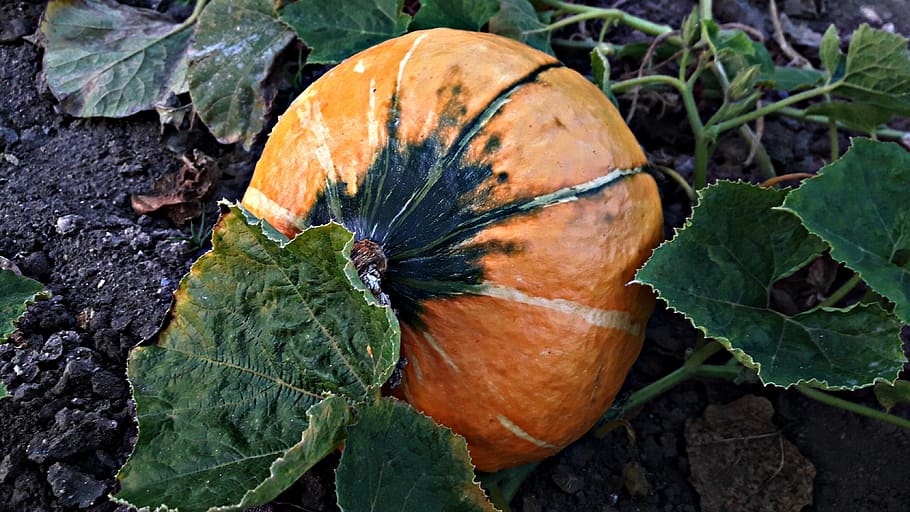 pumpkin, a vegetable, the cultivation of, nature, vegetables, autumn, collections, the plot, pumpkins, orange