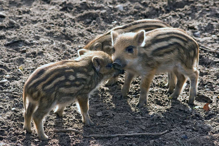 three hogs outdoors, wild, wild boars, forest, nature, little pig, animal themes, animal, group of animals, mammal