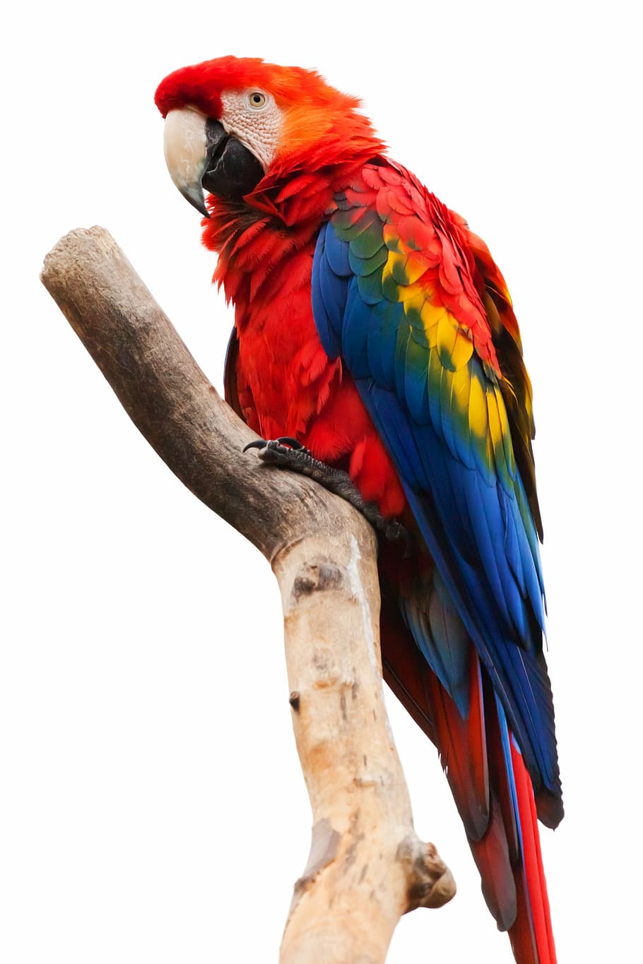 ara chloropterus macaw, animal, ara macao, beak, bird, colorful, fauna, feather, isolated, scarlet macaw