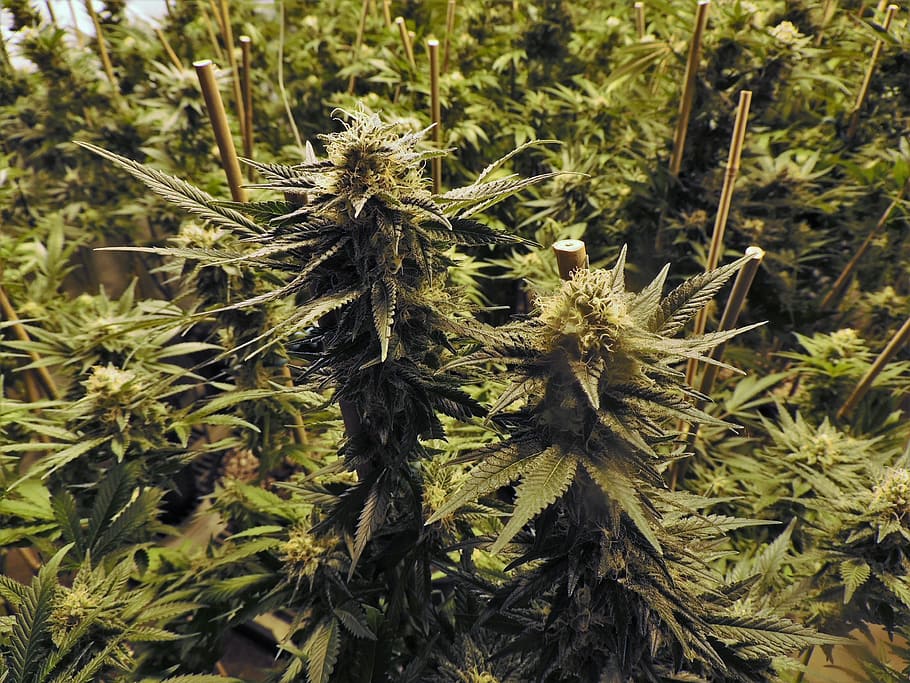 Растения марихуана конопля законна