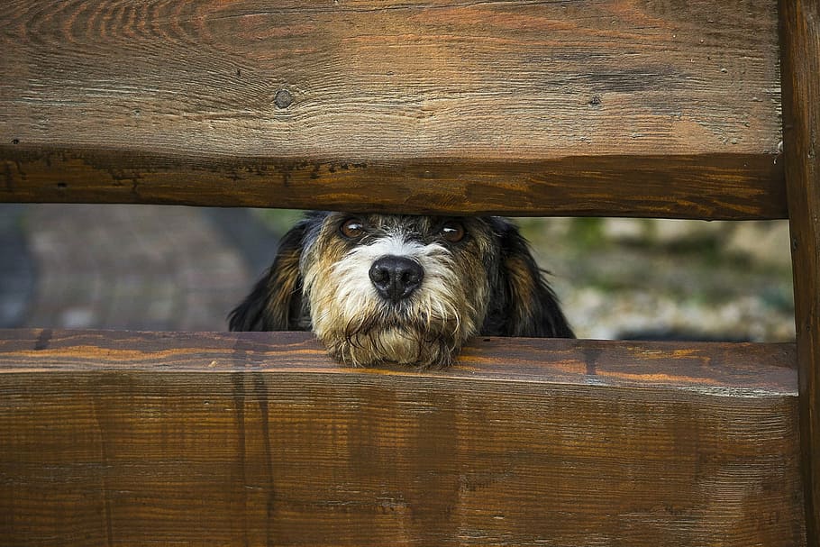 long-coated, tan, puppy, peeping, brown, wooden, fence, dog, rails, canine