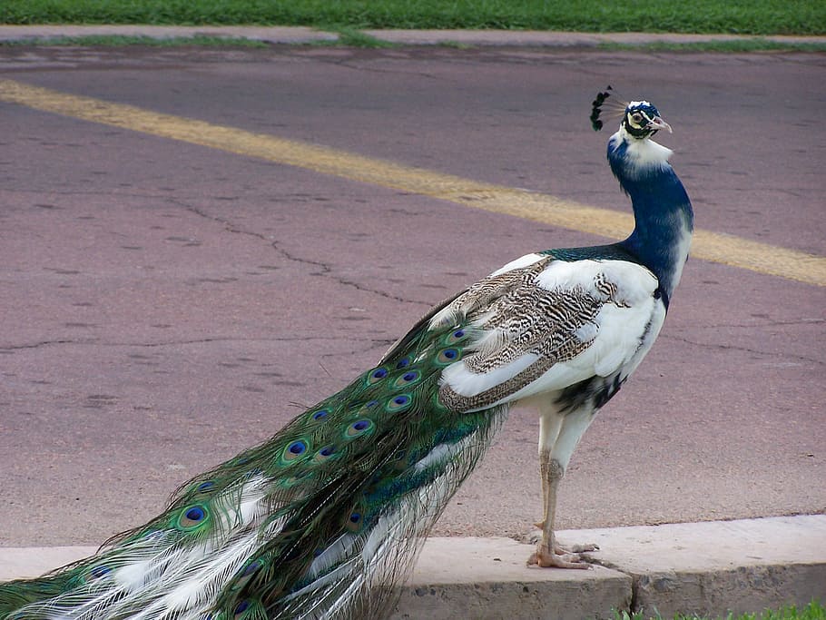 peafowl during daytime, peacock, blue, bird, feather, animal, wildlife, vibrant, male, tail
