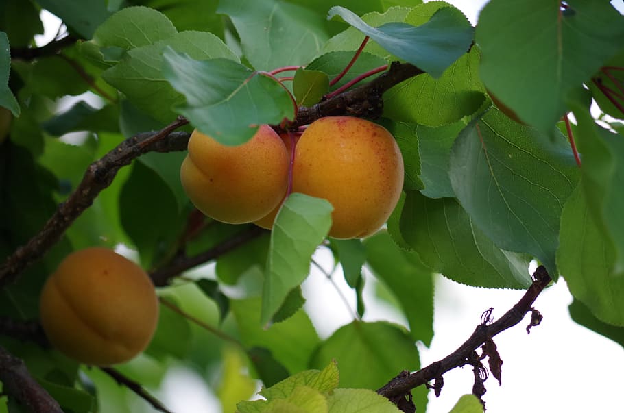 Damascos, frutas, laranja, árvore, na árvore, comida e bebida, folha, comida, alimentação saudável, parte da planta