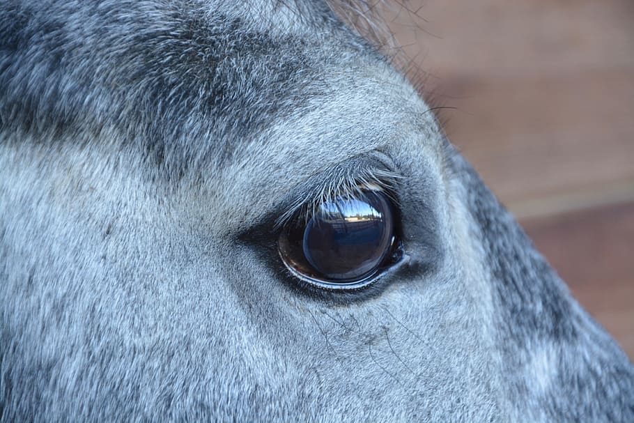 caballo, ojo de caballo, al lado del caballo, equino, herbívoro, animal doméstico, ojos, naturaleza, color gris, melena