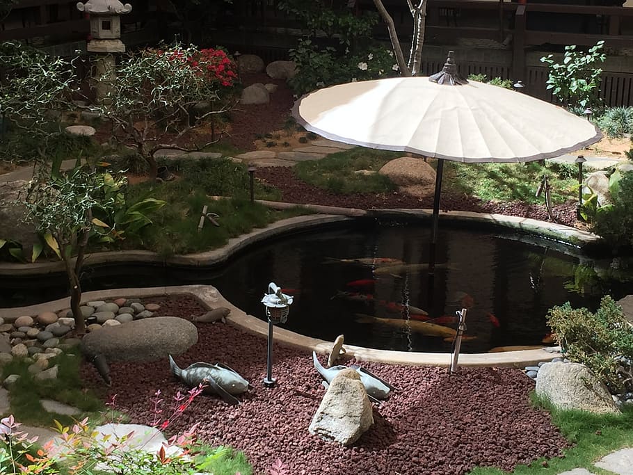 koi pond, yamashiro, hollywood, plant, nature, water, front or back yard, vertebrate, growth, umbrella