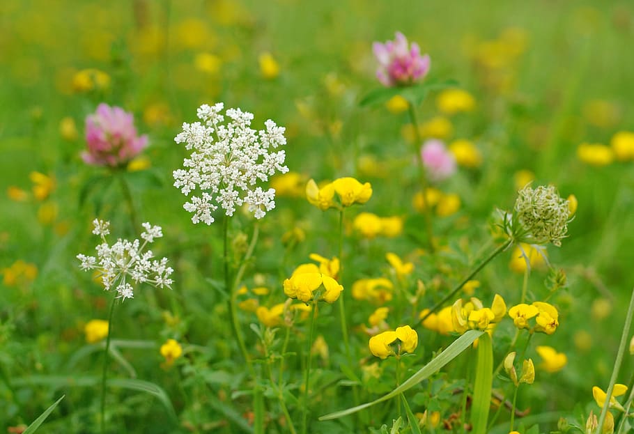 wild flowers, meadow, bloom, pasture, nature, macro, flowers, herbs, medicinal plants, yarrow