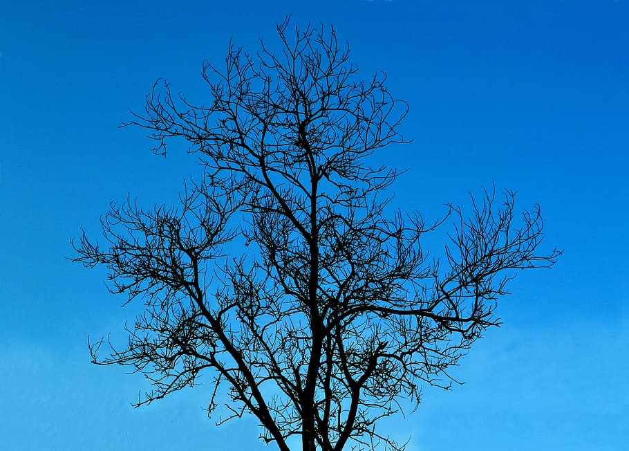 árvore, sem folhas, árvore sem folhas, vida, natureza, céu, céu azul, azul, ramo, plantar