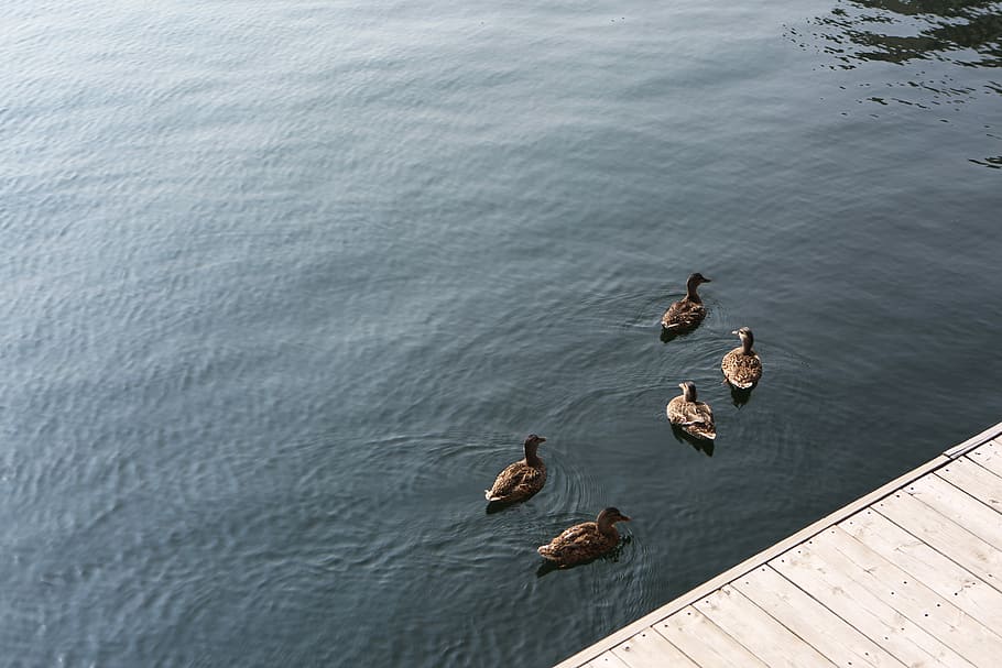 five, female, boardwalk, Mallard Ducks, birds, blue, brown, ducks, gray, planks