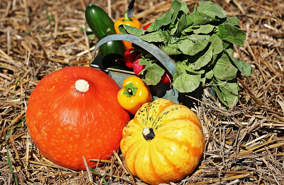 vegetables on grass, thanksgiving, pumpkins, cucumbers, paprika, radishes, autumn, stubble, autumn decoration, decoration