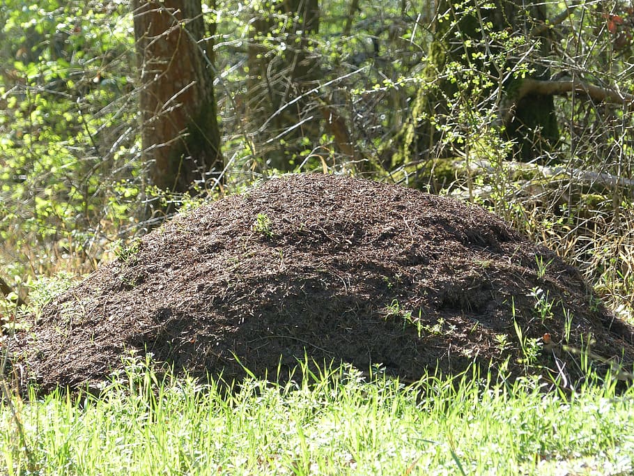 ants, ant hill, anthill, red waldameisen, ant population, crawl, forest ant hill, wood ants, insect, plant