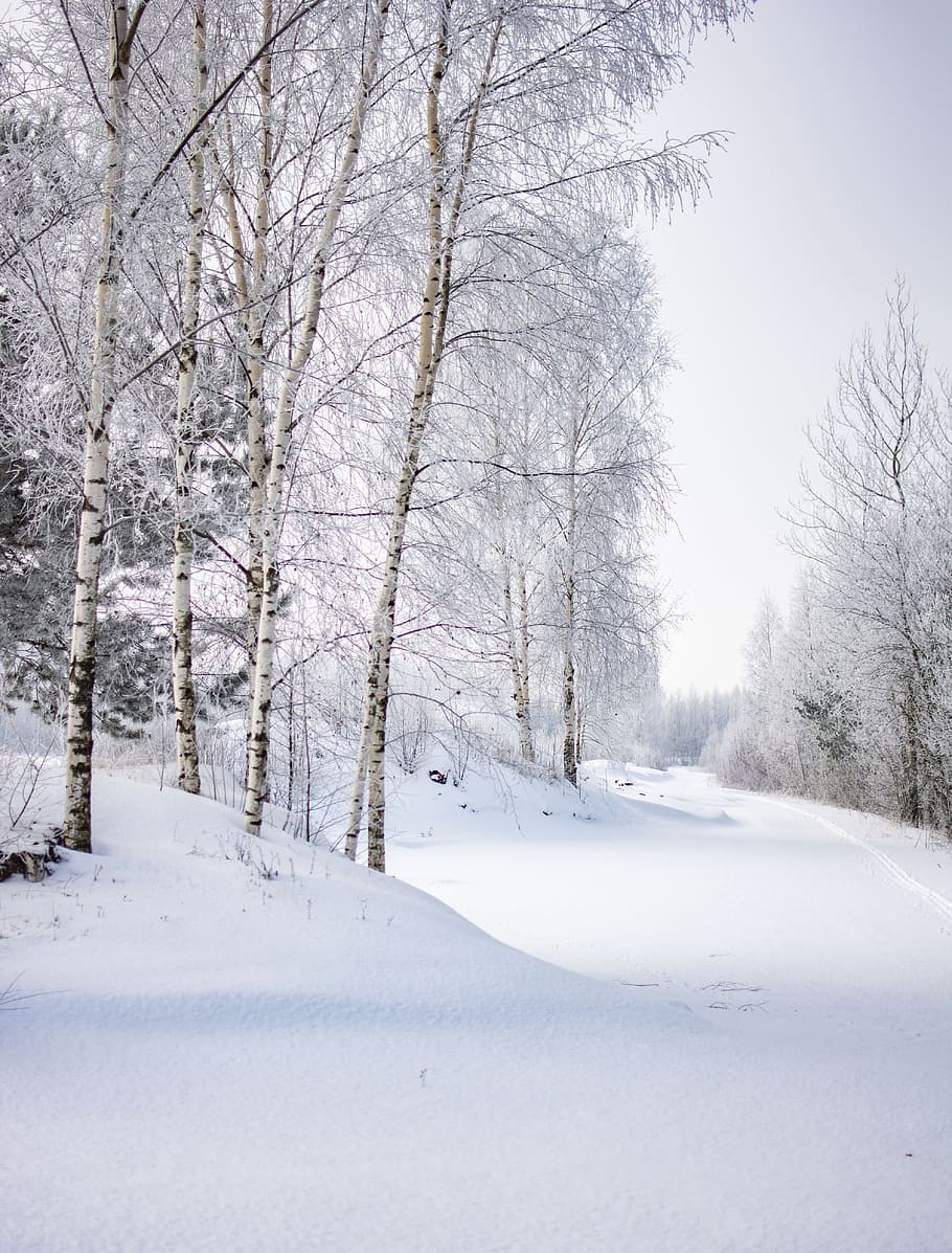 musim dingin, salju, pemandangan, dingin, alam, beku, putih, di luar rumah, pohon, embun beku