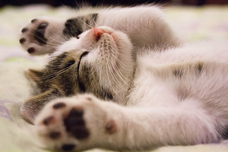 grey, white, kitten, lying, textile, cat, small cat, kitty, cute, pet