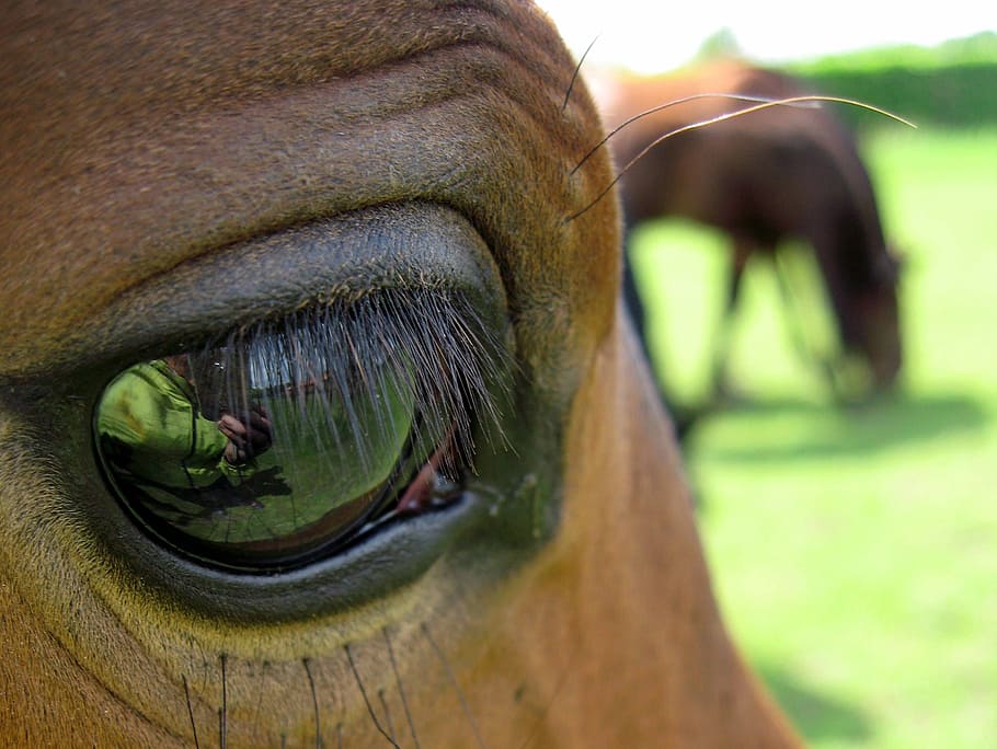green horse eye
