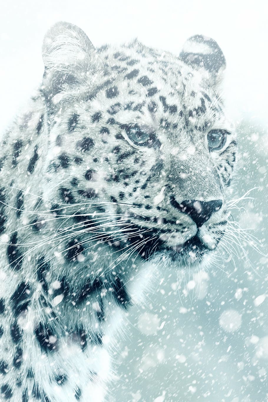 closeup, leopard, cheetah, animal, cat, big cat, carnivores, africa, nature, dangerous