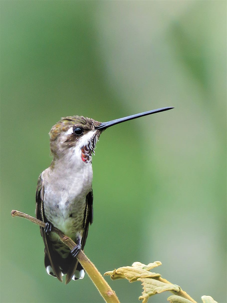 hummingbird, bird, beak, tiny, birding, animal themes, animal wildlife, one animal, animal, animals in the wild