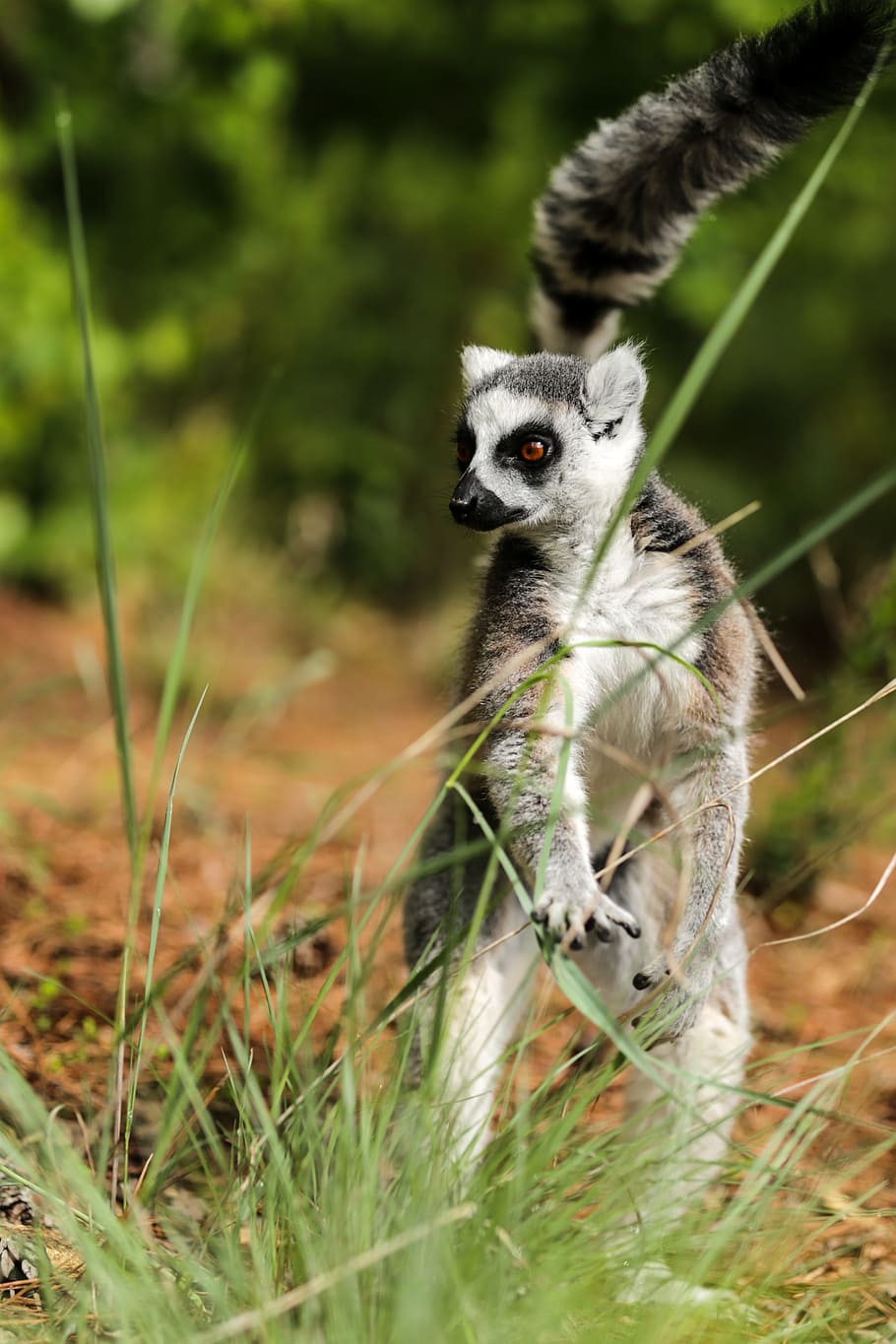 ring-tailed lemur, lemur catta, duke lemur center, durham nc, one animal, animal wildlife, animals in the wild, plant, grass, vertebrate