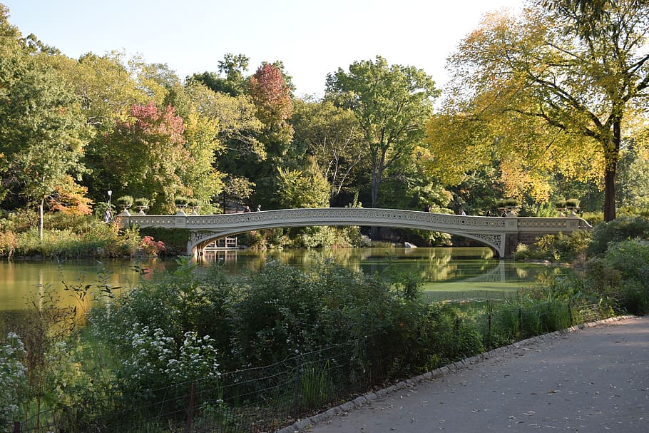 Central Park, Manhattan, Estados Unidos, árbol, planta, puente, conexión, puente - estructura hecha por el hombre, transporte, agua