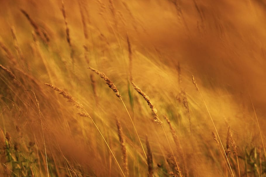 campo de hierba, verano, calor, generosamente, macro, hierba, sol, foto, al aire libre, amarillo