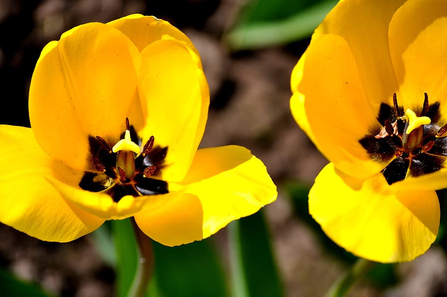 yellow tulips, tulip, tulpenbluete, spring, flowers, cut flowers, blossom, bloom, yellow flowers, spring flower