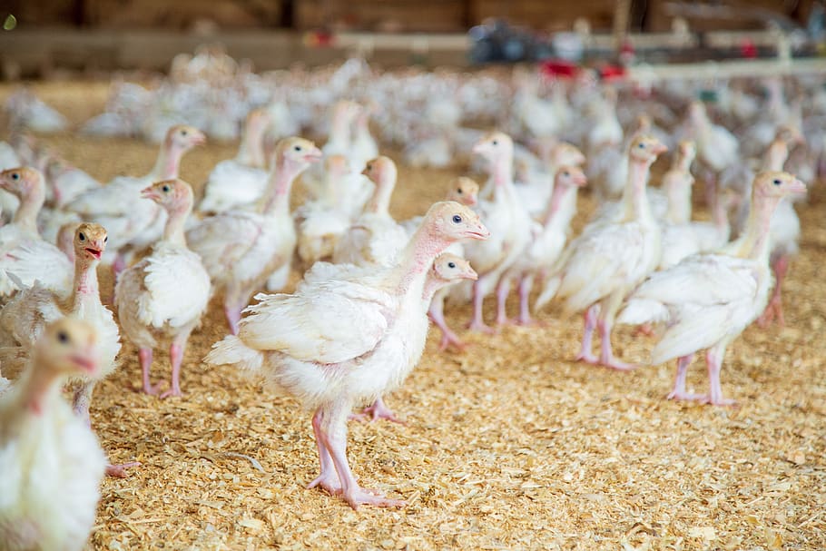 poultry, poultry farm, chickens, farm, animals, birds, livestock, plumage, rooster, hen