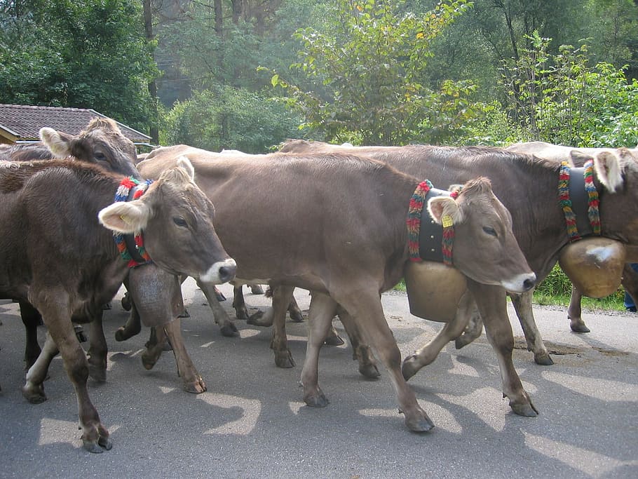 牛, algäu, viehscheid, 伝統, 農業, 動物, almabtrieb, 雄牛-動物, 哺乳類, 動物のテーマ