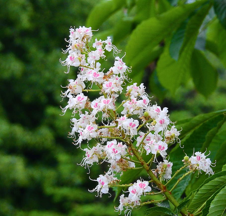 horse chestnut white, nature, flower chestnut, spring, flowering, flowering plant, flower, plant, vulnerability, fragility