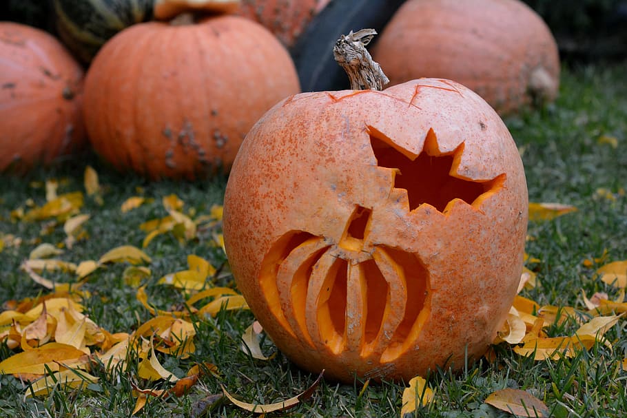 pumpkin, pumpkins, powycinana pumpkin, halloween, orange, autumn, ornament, food and drink, celebration, food