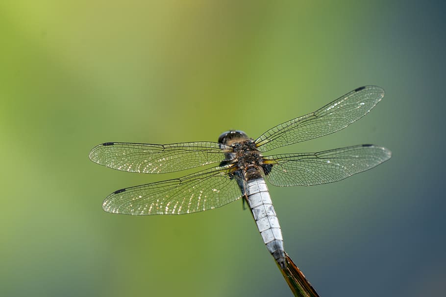 dragonfly, scarce chaser, libellula fulva, wings, blue, animal, nature, insect, invertebrate, animal wing