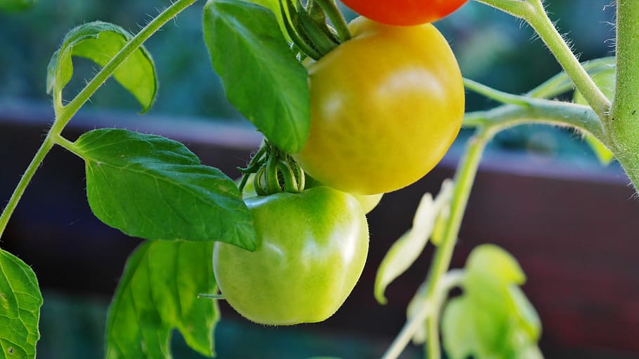 arbusto tomate, tomate, arbusto de tomate, fruta do tomate, nachtschattengewächs, criação de tomate, natureza, panícula, maduro, vermelho