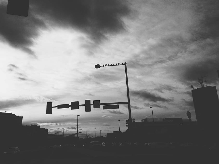 greyscale photography, street signage, grayscale, signal, light, birds, urban, denver, black and white, street