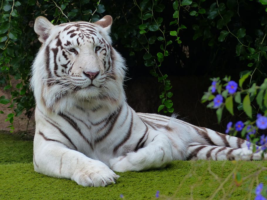 albino tiger, green, grass, purple, flowers, daytime, green grass, white bengal tiger, tiger, predator