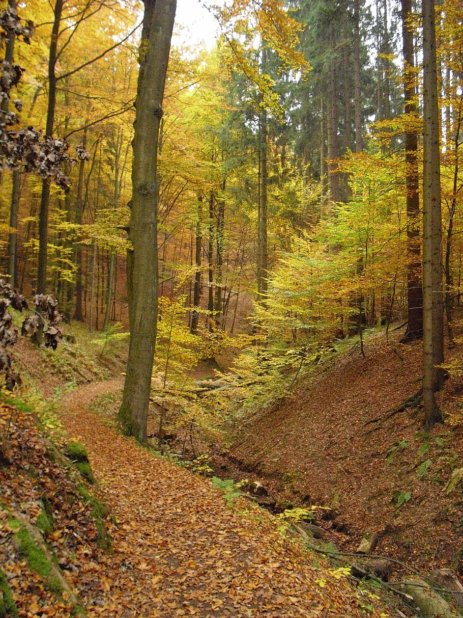 가을, 숲, 황금빛 가을, 가을 숲, 가을 태양, 황금 10 월, 용 협곡, 나무, 식물, 땅
